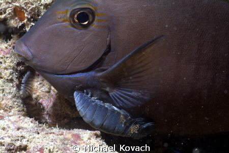 Cymothoid Isopod affixed to a Doctorfish on the Big Coral... by Michael Kovach 