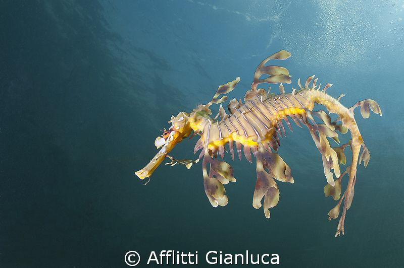 sea dragon by Afflitti Gianluca 