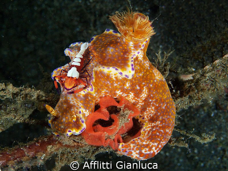 nudibranc....imperator......and...eggs..... by Afflitti Gianluca 