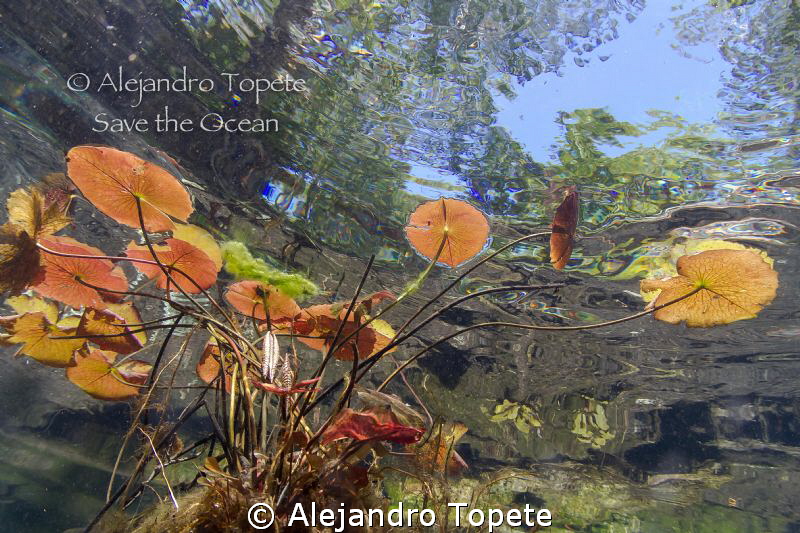 Plantas en Gran Cenote, Tulum Mexico by Alejandro Topete 