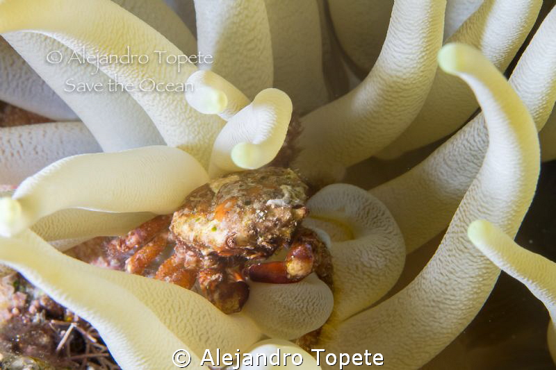 Cangrejo en anemona, Cozumel Mexico by Alejandro Topete 