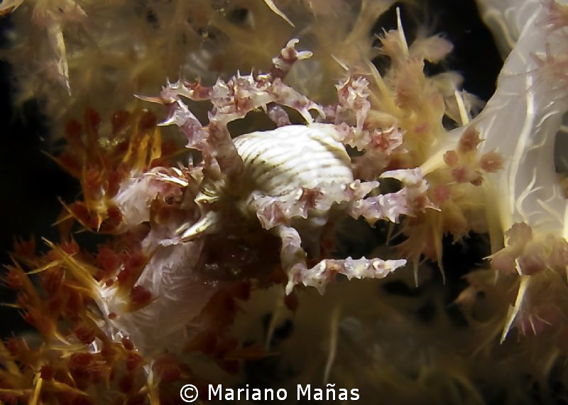 soft coral with crab by Mariano Mañas 