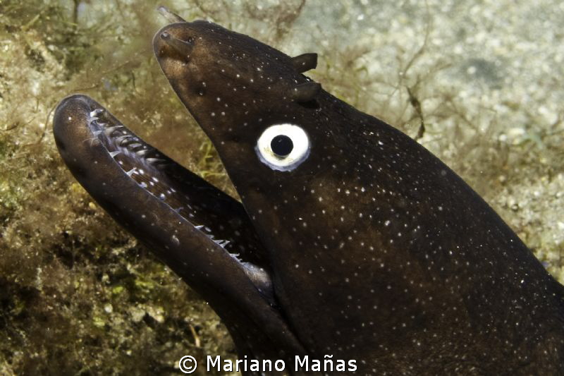 Morey eel by Mariano Mañas 