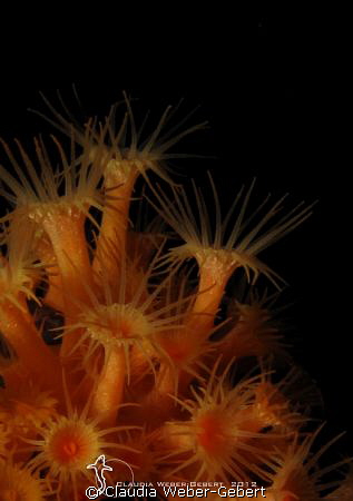 anemones macro by Claudia Weber-Gebert 
