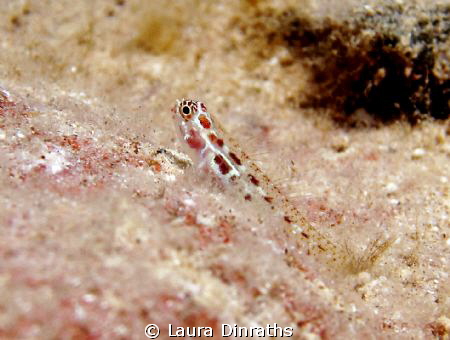 Goby on coral by Laura Dinraths 