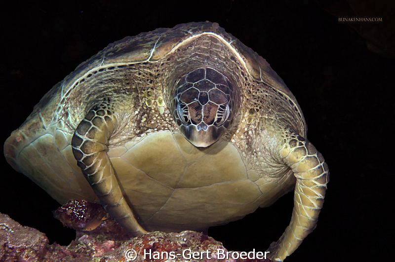 Green Turtle
"Rambo" is ready for a fight
Bunaken,Sulaw... by Hans-Gert Broeder 