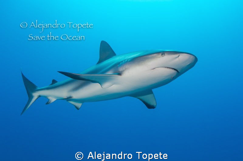 Shark Sorrounding, Gardens of the Queen Cuba by Alejandro Topete 