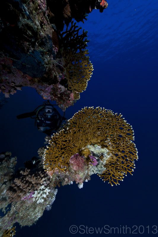 one of the beautiful reefs of Sharm el Sheikh by Stew Smith 