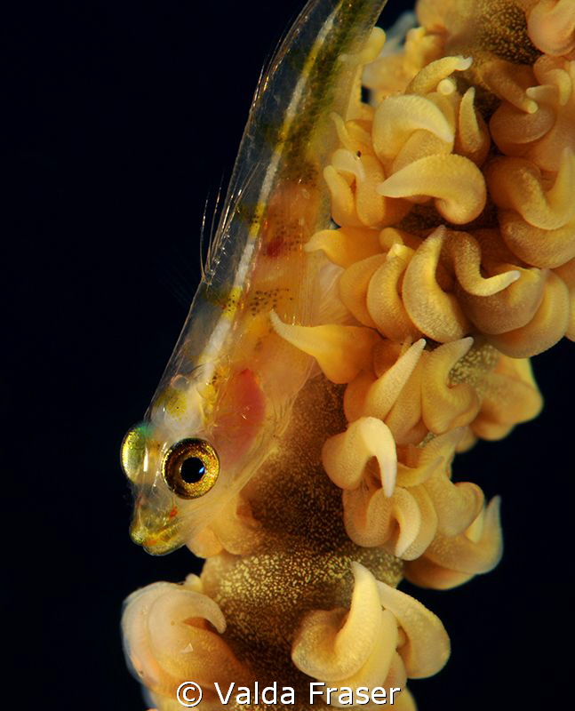 A whip coral goby. by Valda Fraser 