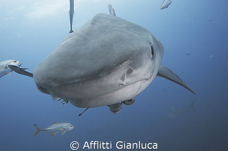 face to face with tiger shark by Afflitti Gianluca 