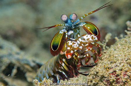 Mantis shrimp (Stomatopoda)

NIKON D7000 in a Seacam "P... by Thomas Bannenberg 