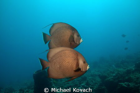 Gray Angelfish swimming above the Abbey Too reef on the H... by Michael Kovach 