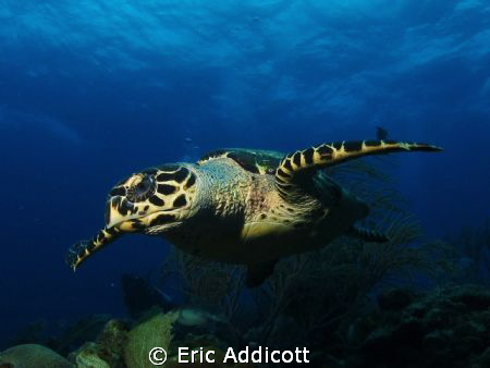 Hawksbill turtle, Roatan, Canon S95 by Eric Addicott 