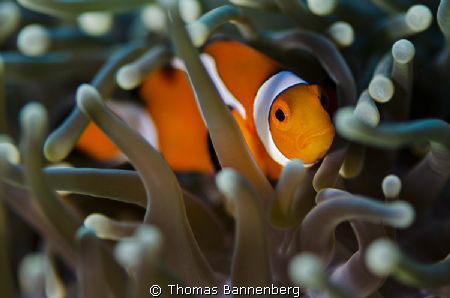 Look at me

NIKON D7000 in a Seacam "Prelude" uw housin... by Thomas Bannenberg 