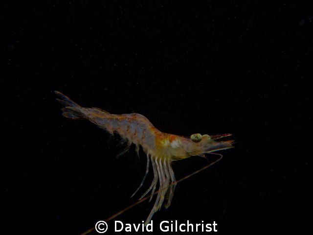 Shrimp sp. Swimming in water column during night dive in ... by David Gilchrist 