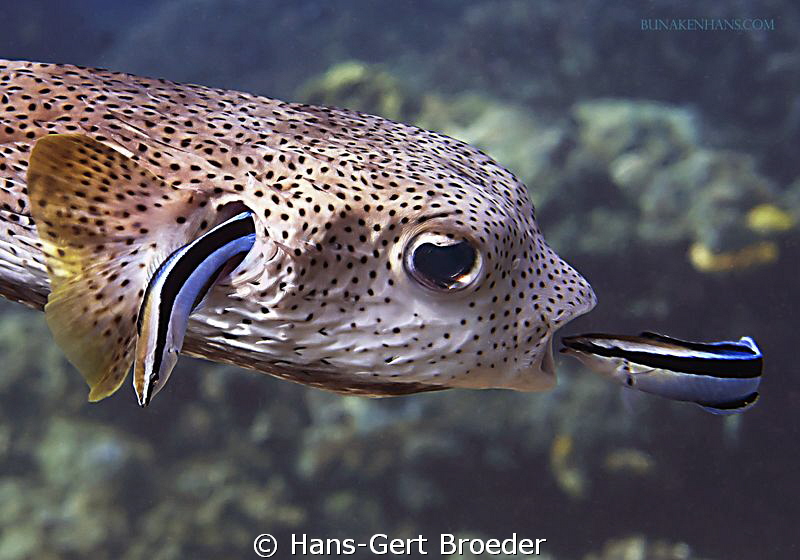 Porcupinefish
first in - first out, fish logistic
Bunak... by Hans-Gert Broeder 
