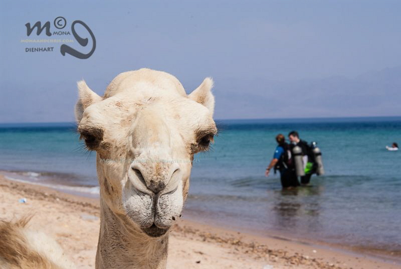 CAMEL DIVING
Another lazy diving day in Nuweiba by Mona Dienhart 