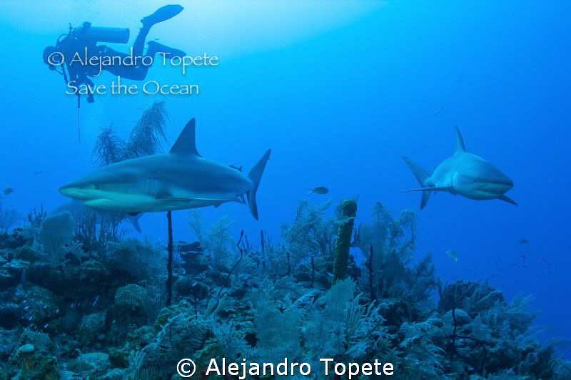 Shark's with Diver, Gardens of the Queen Cuba by Alejandro Topete 