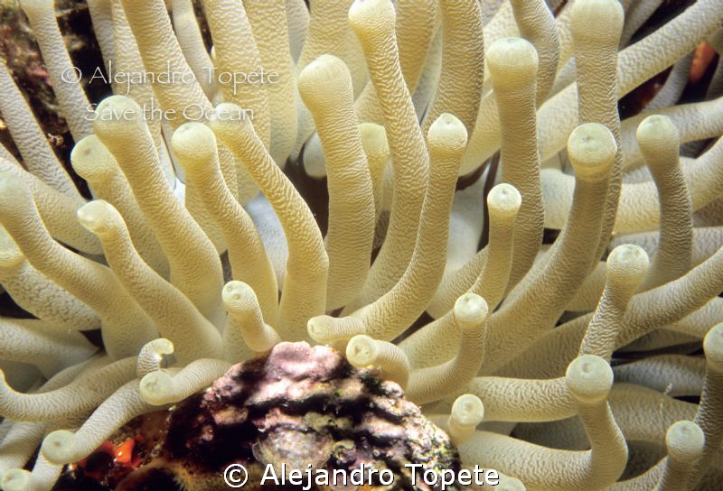 Anemone in the reef, Cozumel Mexico by Alejandro Topete 