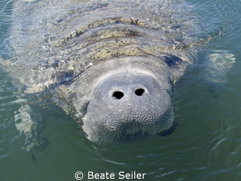 Curious manatee at the Wakulla river by Beate Seiler 