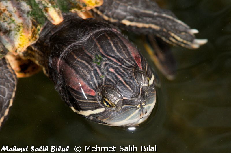 A turtle in Villa Markisa's pool in Tulamben. by Mehmet Salih Bilal 