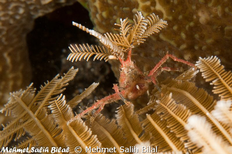Decoration after cutting  a branch of crinoid. by Mehmet Salih Bilal 