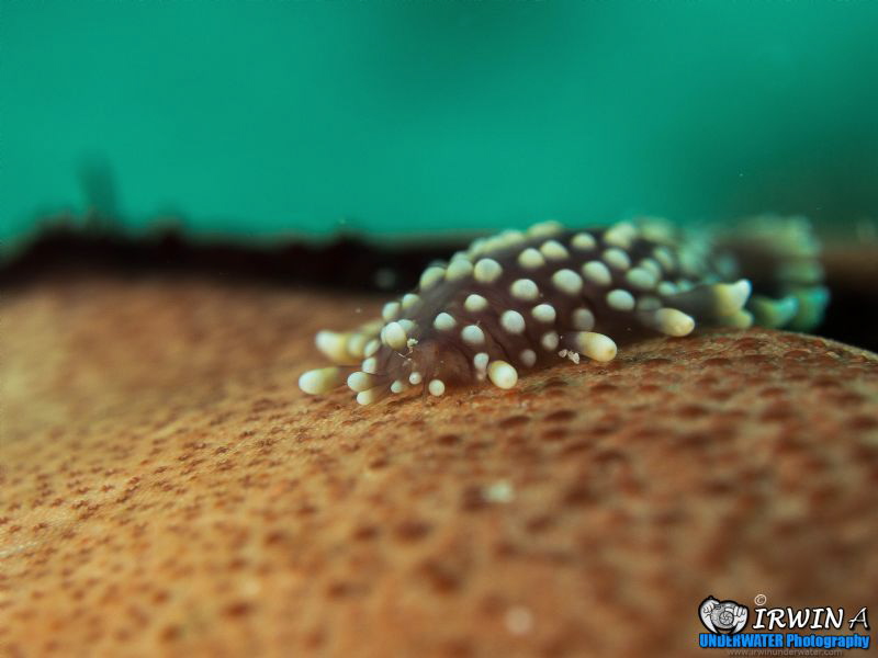 Monday Bluuuuueee!!
Sea Star Scale Worm ( Asterophilia c... by Irwin Ang 