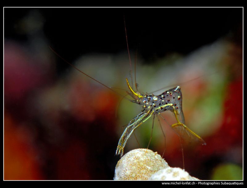 Transparent Shrimp... Night dive. by Michel Lonfat 