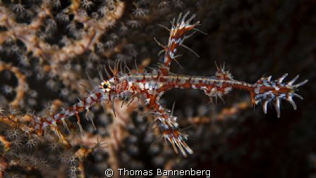 ghost pipefish

NIKON D7000 in a Seacam "Prelude" uw ho... by Thomas Bannenberg 