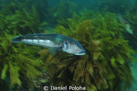 Blue cod gliding over the kelp forest by Daniel Poloha 