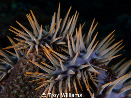 Reef Eater
Crown of thorns making it's way through the r... by Troy Williams 
