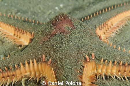Astropecten spiny sea star by Daniel Poloha 