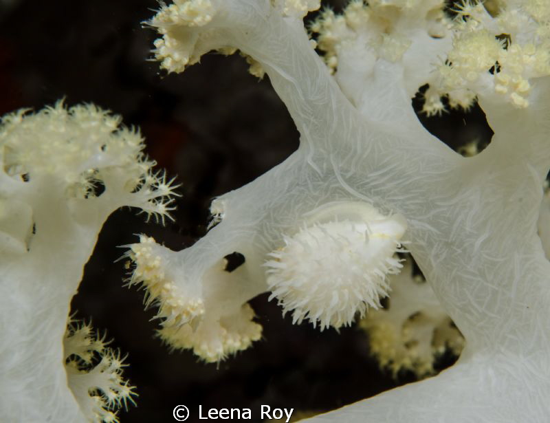White cowrie by Leena Roy 