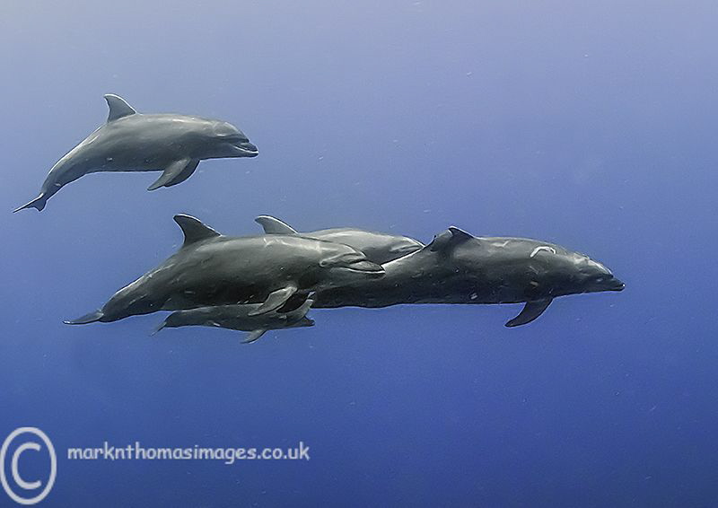 Pacific bottlenose dolphins.
Isla san Benedicto. by Mark Thomas 