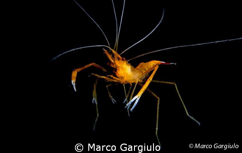 Mediterranean Stenopus - night dive by Marco Gargiulo 