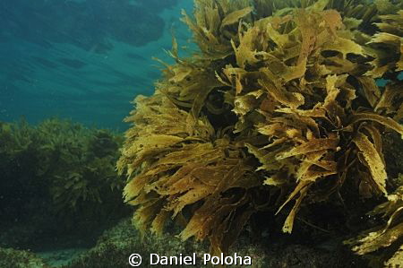 Kelp in the current by Daniel Poloha 
