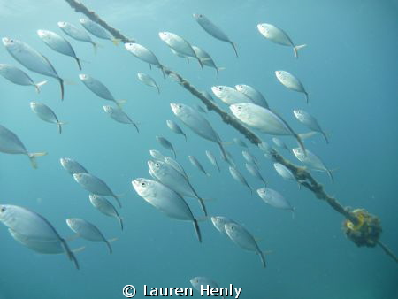Taken on the way up at the end of the dive using a compac... by Lauren Henly 