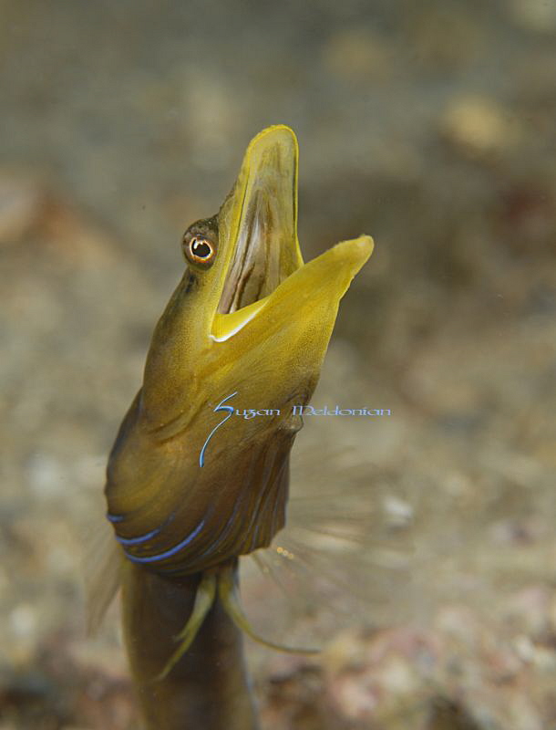 Blue Throat Pike Blenny by Suzan Meldonian 