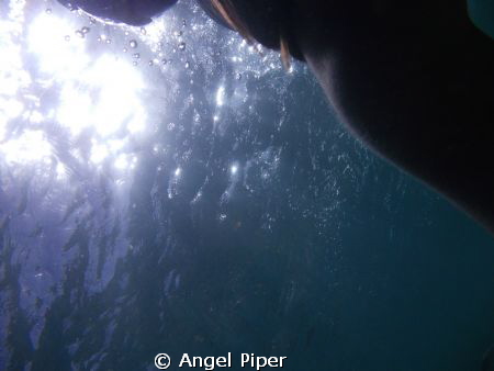 the sun as i swim, No edit or filter. by Angel Piper 