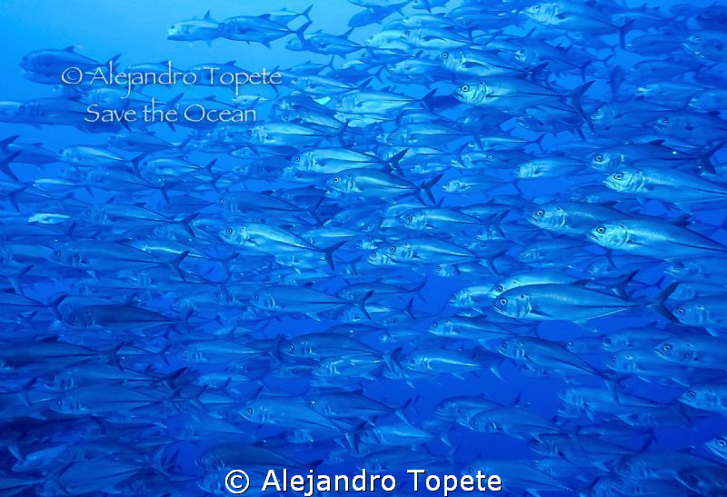 Group of Jack's, San benedicto Mexico by Alejandro Topete 