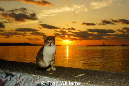 Seawall kitty loves Awase Bay in Okinawa, Japan by Troy Williams 