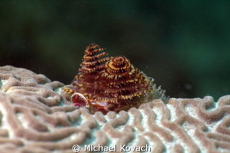 Christmas Tree Worm on Symmetrical Brain Coral on the  Bi... by Michael Kovach 