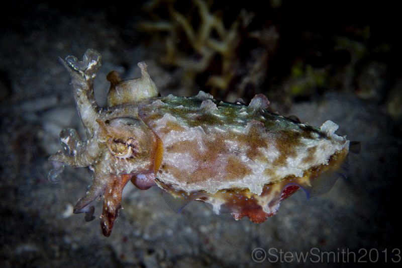 Reef Cuttlefish by Stew Smith 