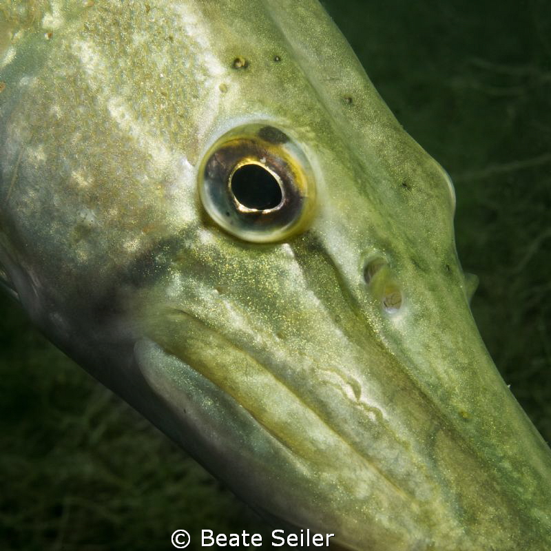 Pike close up by Beate Seiler 