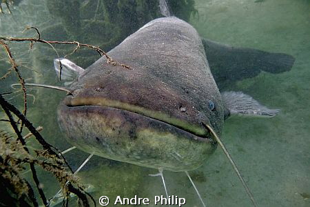 a face that only a mother can love - 2m wels catfish in a... by Andre Philip 