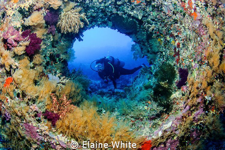 Enjoying a dive looking through colourful, coral encruste... by Elaine White 