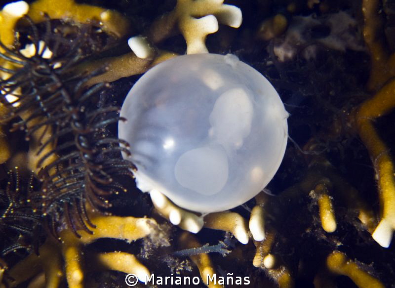 Cuttlefish`s egg by Mariano Mañas 