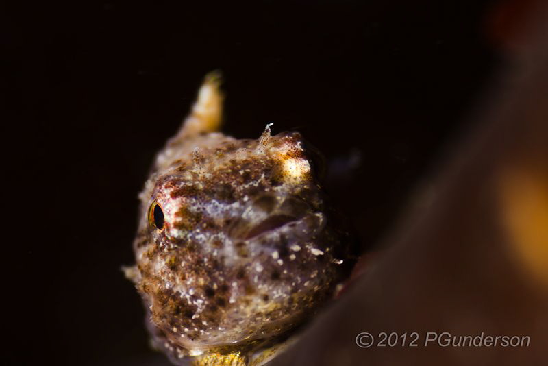 Just Hanging On

Juvenile Pacific Spiny Lumpsucker by Pat Gunderson 