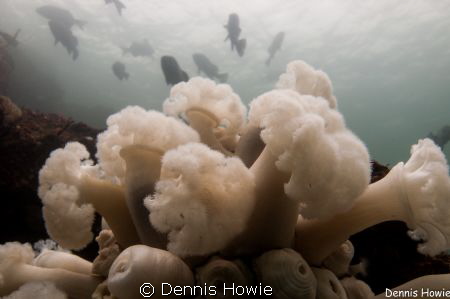 plumose anenome by Dennis Howie 