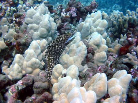 white mouth moray eel. maui, hawaii. by Todd Meadows 
